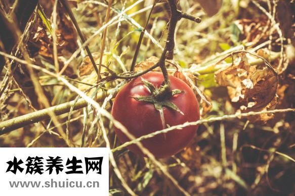 孕晚期可以吃菠萝吗
