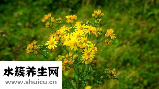 什么是水晶