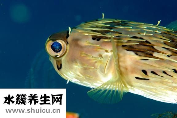 孕妇吃什么鱼