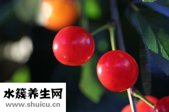 产妇可以吃香蕉吗