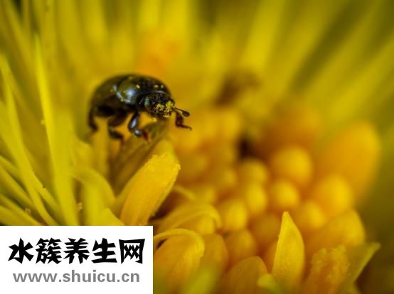 心血管系统包括