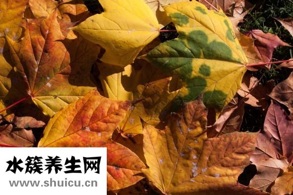 五谷豆浆配方大全