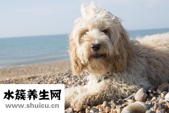 先天性红血丝