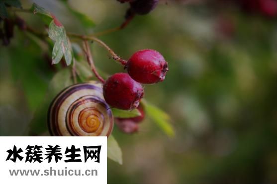 养胃吃什么好