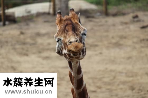 头晕浑身无力