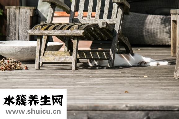 十二指肠淤滞症