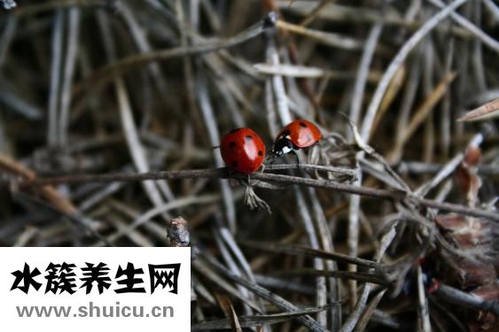 抗生素副作用