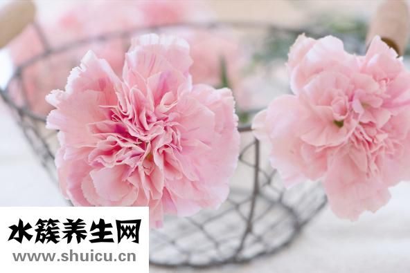 什么是风疹病毒