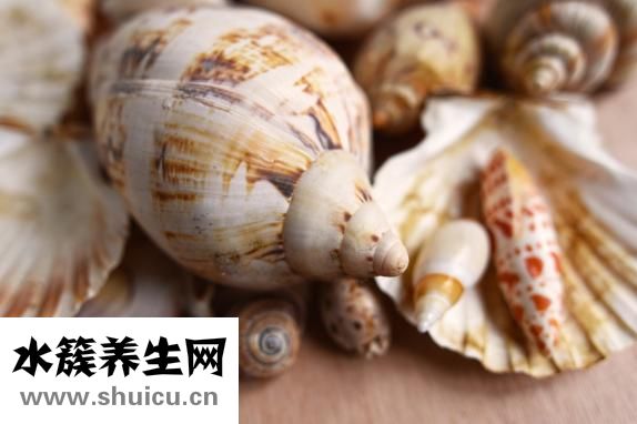 扇贝蒸多久