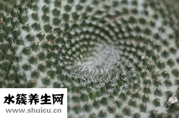 幽门杆菌传染吗
