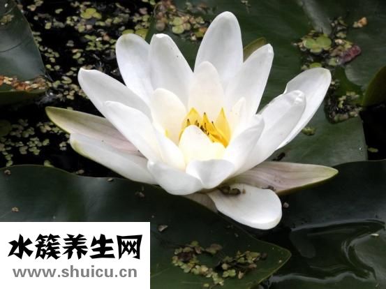 世界三大饮品