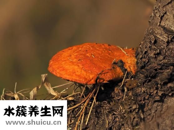什么人不能带朱砂