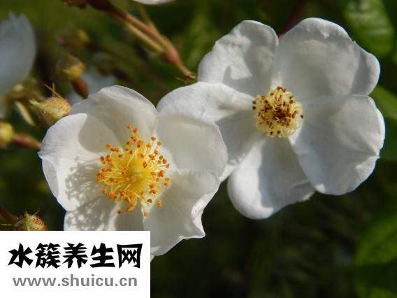 什么是风疹病毒