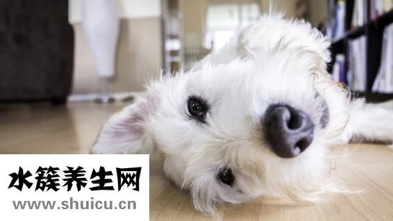 什么食物是发物