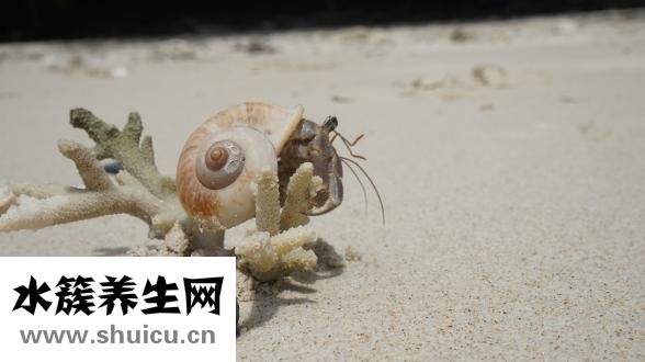 扇贝的营养价值