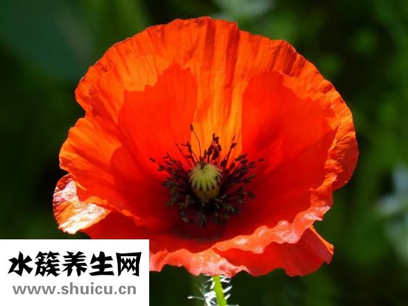 坐月子可以喝奶茶吗