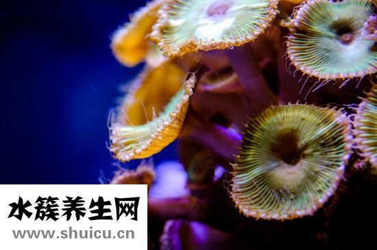 声带肿物是什么