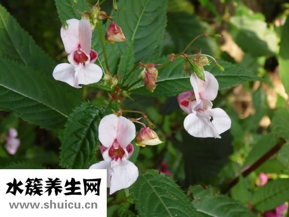 吃什么降火