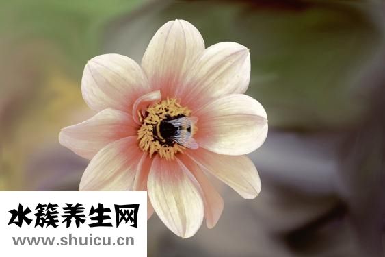 怎么可以治脚臭
