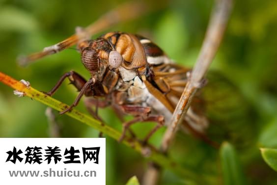 怎么样去除蚂蚁