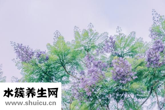 宝宝多久会走路
