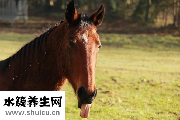 山药炖猪蹄