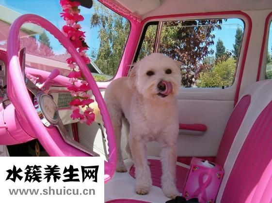 基因突变（cna）造成人体组织结构改变