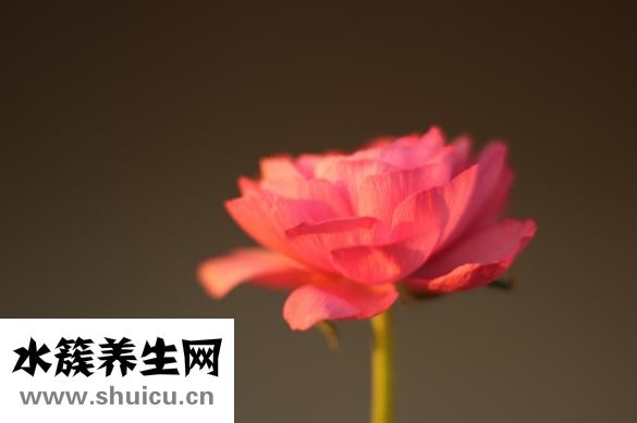 孕妇能吃大枣吗