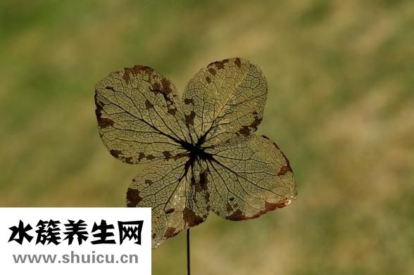 山药最简单的吃法