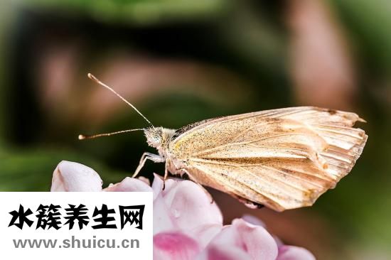 岳肥湿白痒