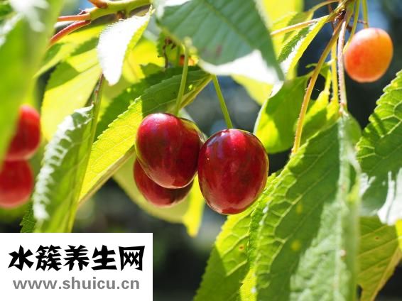孕妇可以吃樱桃吗