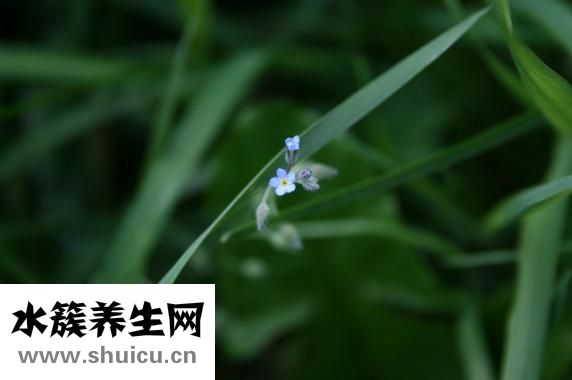 勿忘我花茶