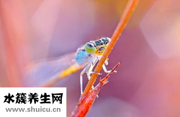尿感宁颗粒