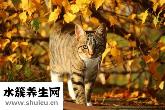 女人右脸长痣图解