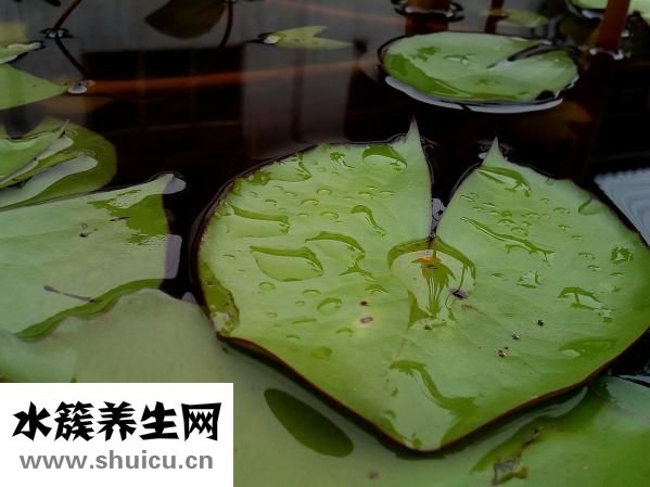冬瓜荷叶茶的功效