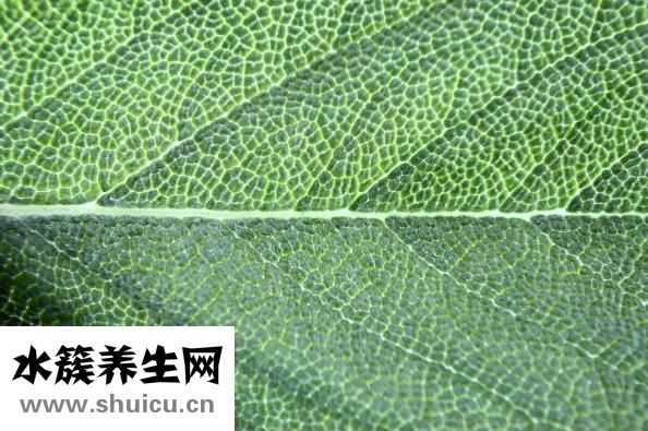 凤仙花染指甲