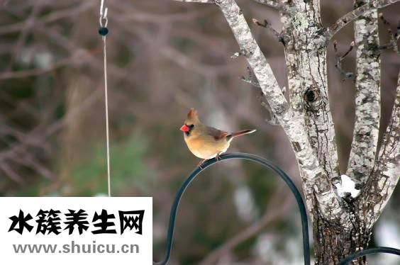 刺猬能吃不