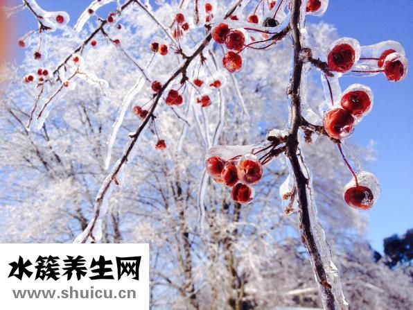圣女果能减肥吗