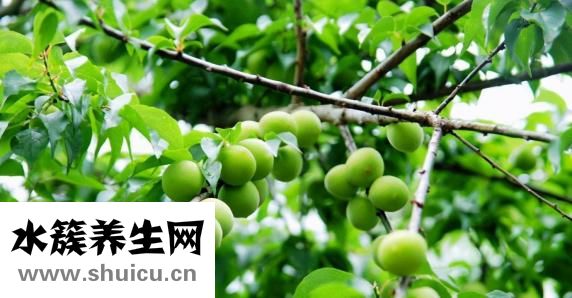 孕妇可以吃青梅吗