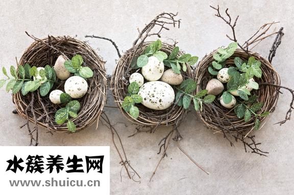 巢工厂燕窝
