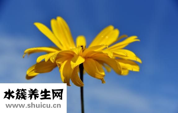 小米炖海参