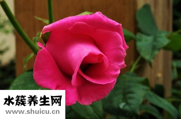 心季是什么症状