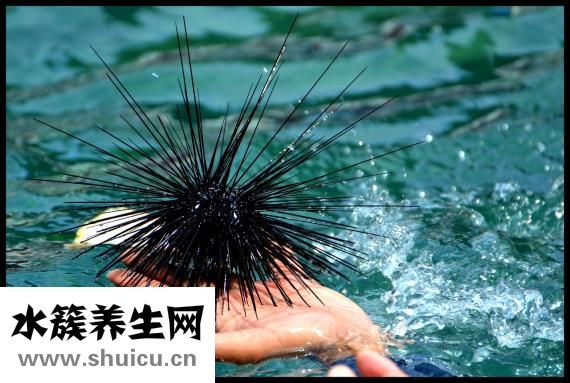 小米炖海参