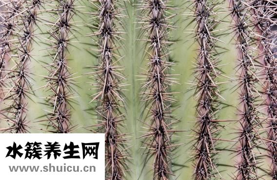 学轮滑的好处