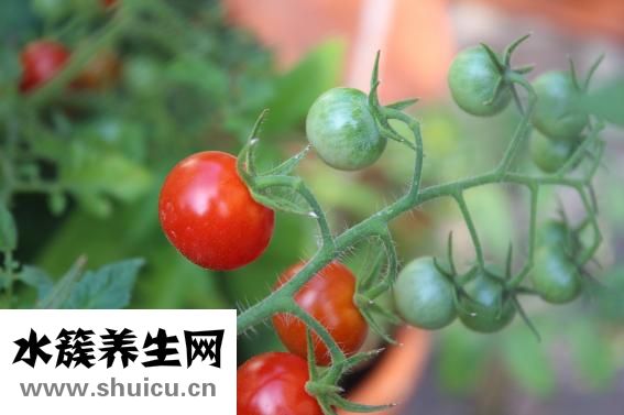 孕妇可以吃青梅吗