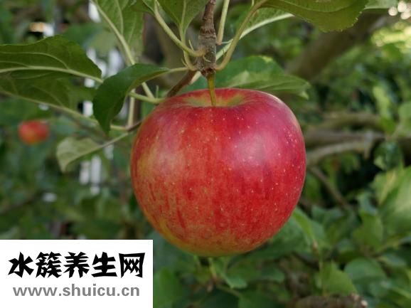 土豆的营养