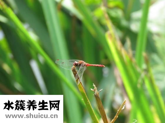 尿感宁颗粒