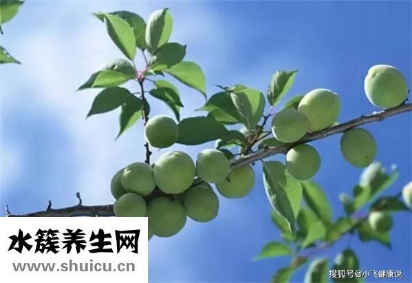 孕妇可以吃青梅吗
