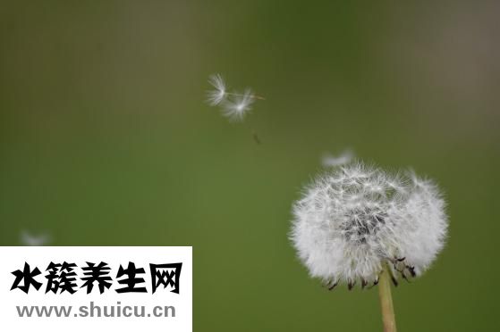 小蓟草图片