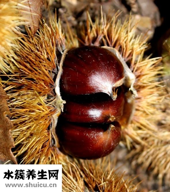 发芽的板栗还能吃吗